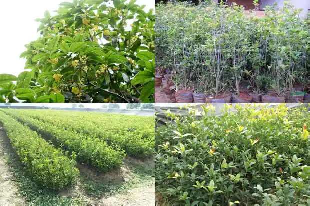 新栽的桂花树多久浇一次水1682124241363