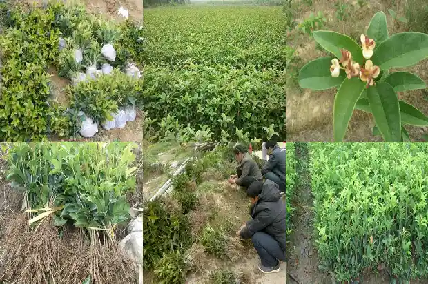 新栽的桂花树多久浇一次水1682124241409