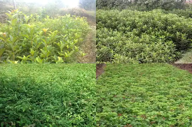 盆栽桂花树多久浇一次水1682124368552