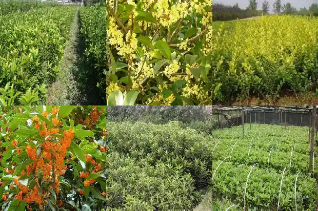 桂花树喜欢水多吗1682124464376