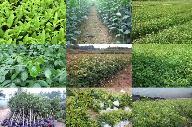 桂花树喜欢水多吗1682124464469