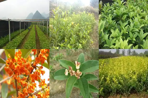 桂花树怎样才能多开花1682124558805