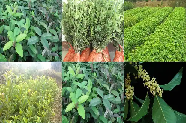 桂花树怎样才能多开花1682124558897