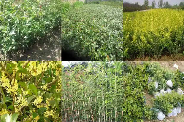 桂花什么时候施肥好1682124652218