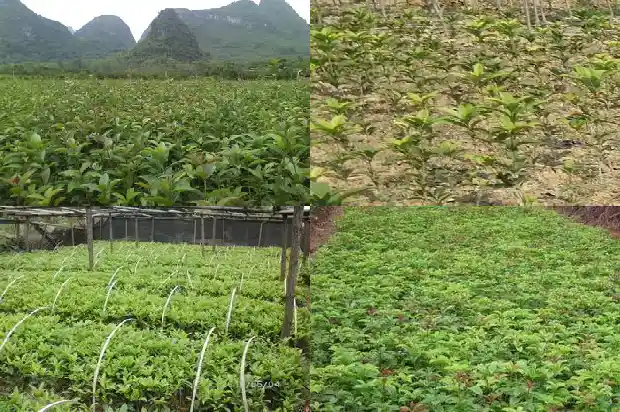 金桂花怎么养护开花最多的1682124752881