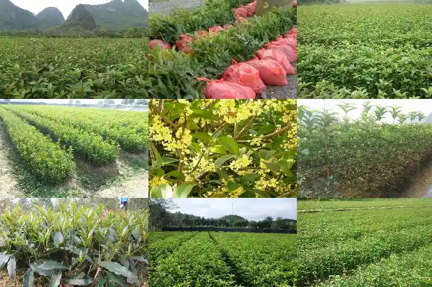 金桂花种植注意事项1682124854267