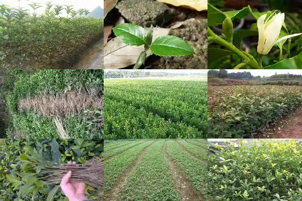 北方的桂花树什么时候开花结果呢1682124965533