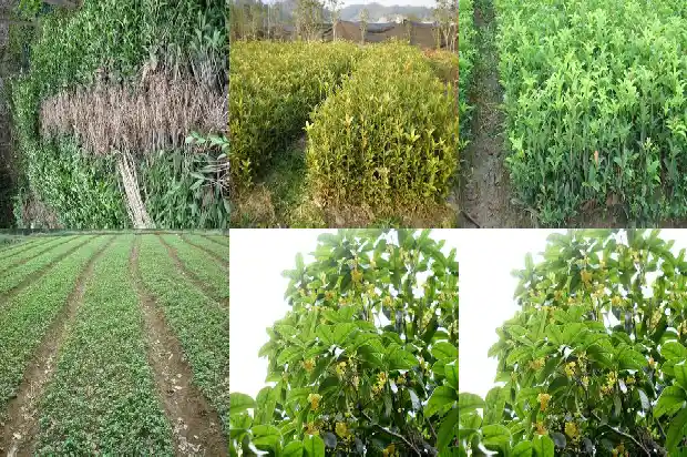 北方的桂花树什么时候开花结果呢1682124965579