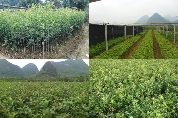 北方的桂花树什么时候开花结果呢1682124965626