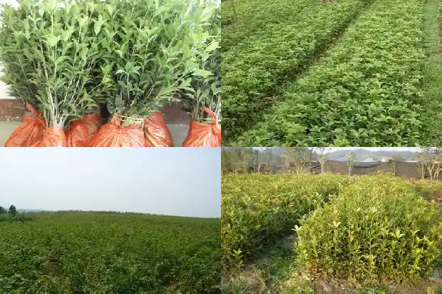 北方的桂花树什么时候开花结果呢1682124965674