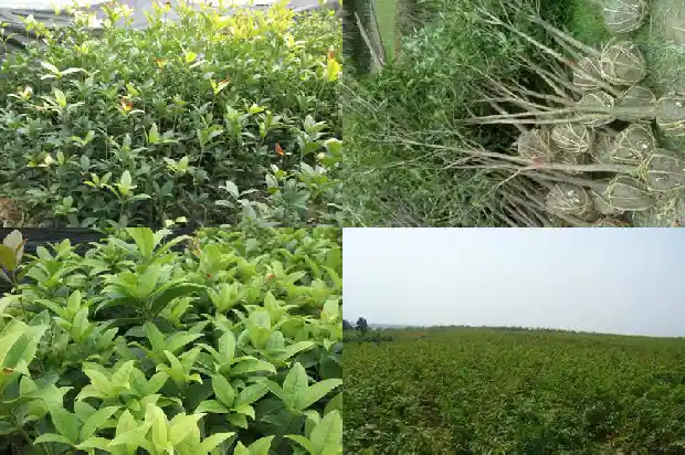 桂花树何时开花?1682125072785