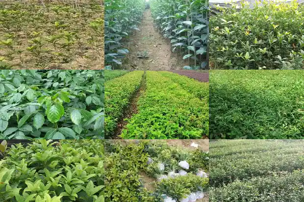 北方桂花树几月份开花啊1682125158492