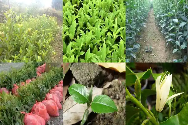 北方桂花树几月份开花啊1682125158539