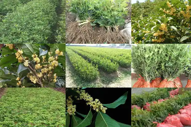桂花在北方几月份开花1682125378016