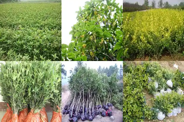 桂花在北方几月份开花1682125378159