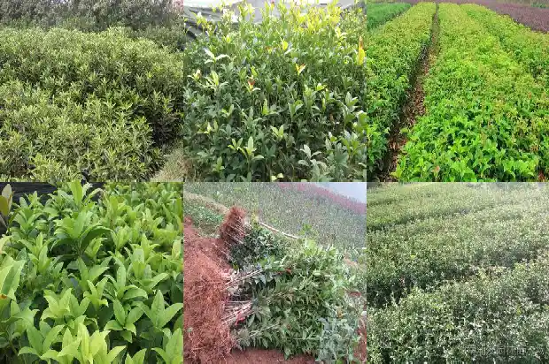南方的桂花什么时候开花1682125465118