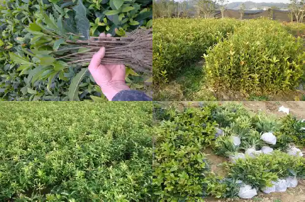 南方的桂花什么时候开花1682125465164