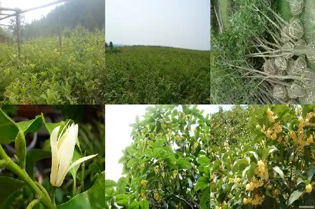 桂花树啥时开花啊1682125560797