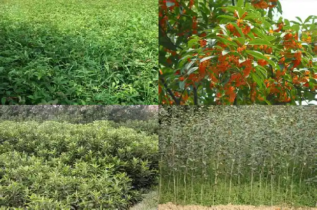 桂花树啥时开花啊1682125560890