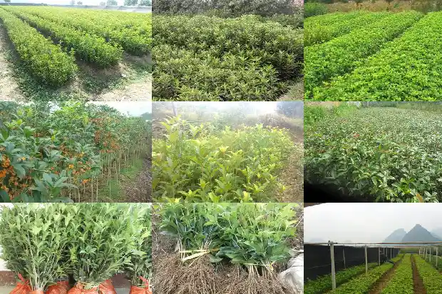 桂花的养护与管理1688862218424