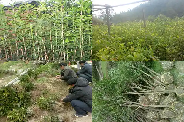 北方桂花树什么时候种最好1682125802067