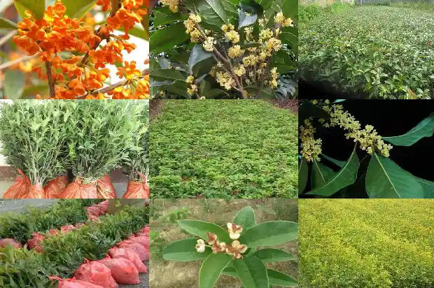 北方桂花树什么时候种最好1682125802161