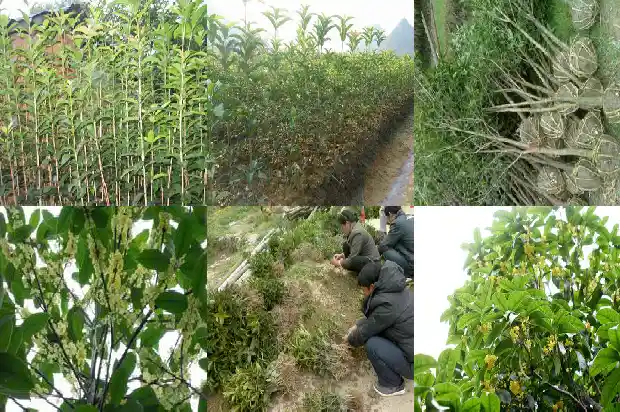 哪种桂花树开花时间长又好看1682125901656