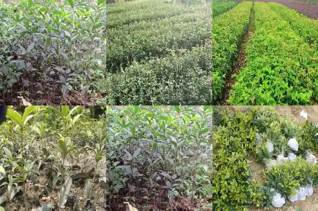 哪种桂花树开花时间长又好看1682125901703