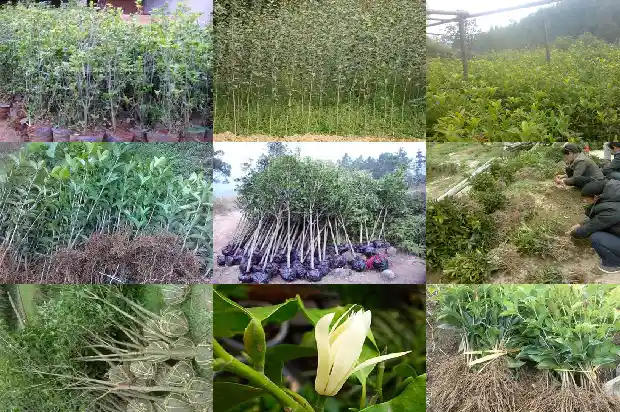 什么桂花树开花时间长1682126008503