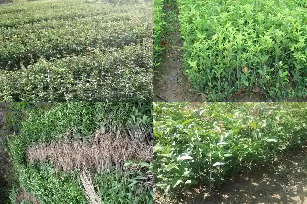 桂花树什么时候开花结果子1682126099329