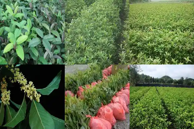 桂花树什么时候开花结果子1682126099374