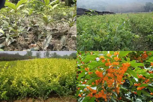 桂花树都什么时候开花1682126218518