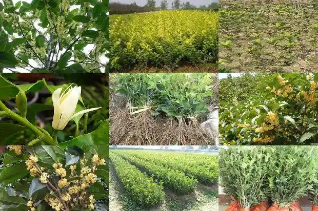桂花树都什么时候开花1682126218565