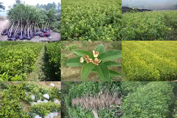 桂花树都什么时候开花1682126218613