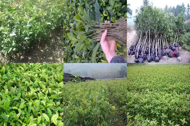 新买来的桂花苗怎么样种才好呢1688519846627