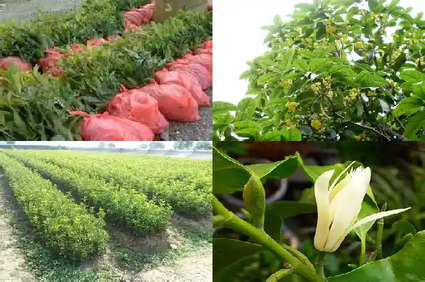 桂花不开花时只见到满树的叶子开花时1682126750162