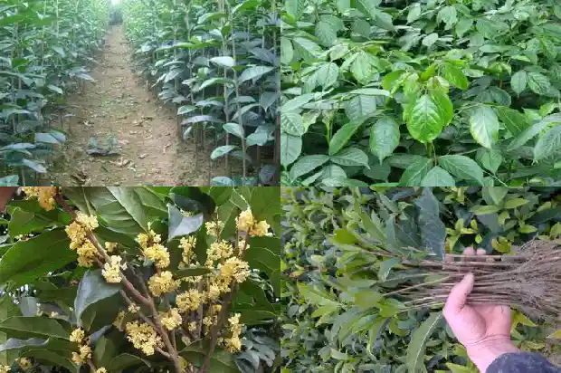 桂花叶子长黄斑怎么办1682126835265