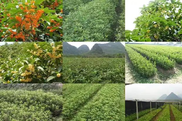 陕西桂花树价格多少一斤呢1690418667045