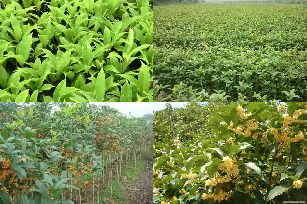有些桂花树不开花是什么原因造成的1682126994122
