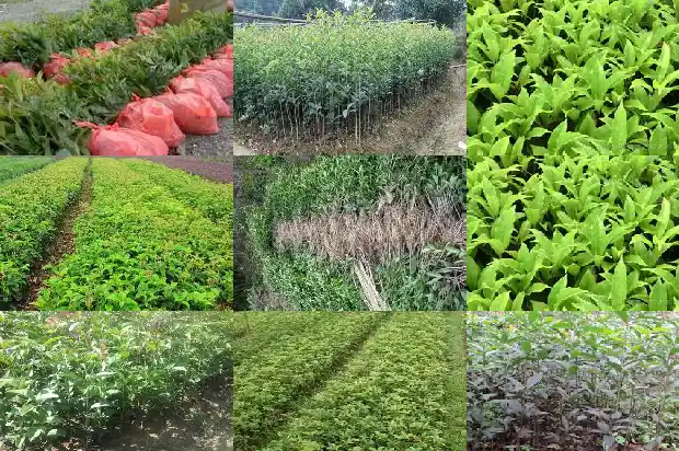 为何有些桂花树不开花1682127081760