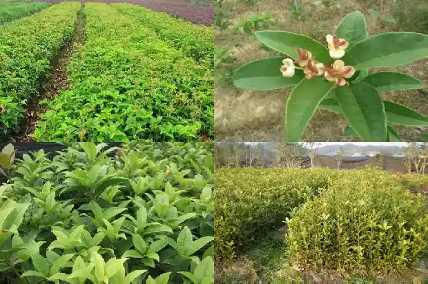 为何有些桂花树不开花1682127081807