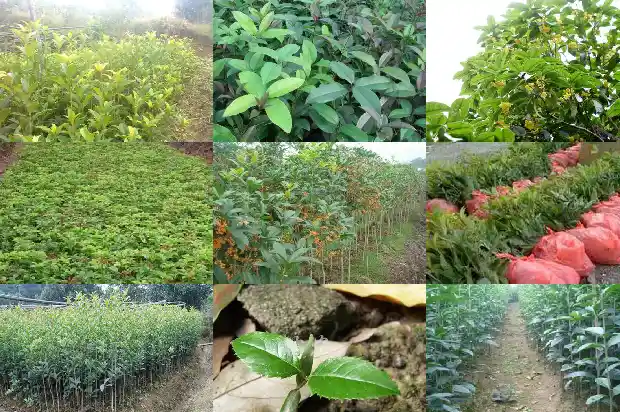 为何有些桂花树不开花1682127081854