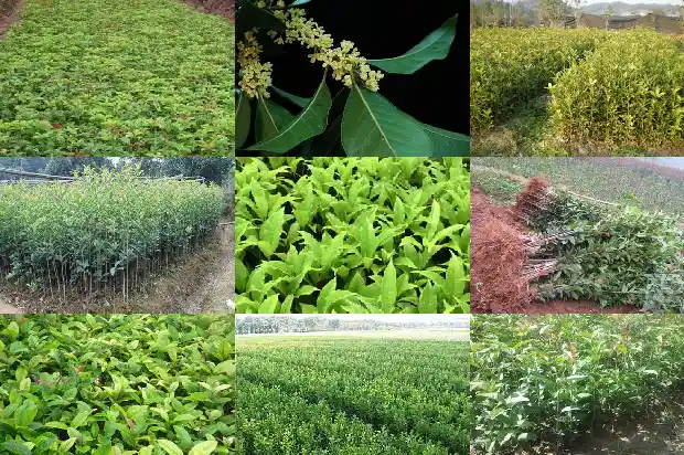 为何有些桂花树不开花1682127081902