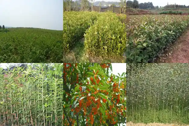 桂花树不开花是啥原因造成的1682127169914