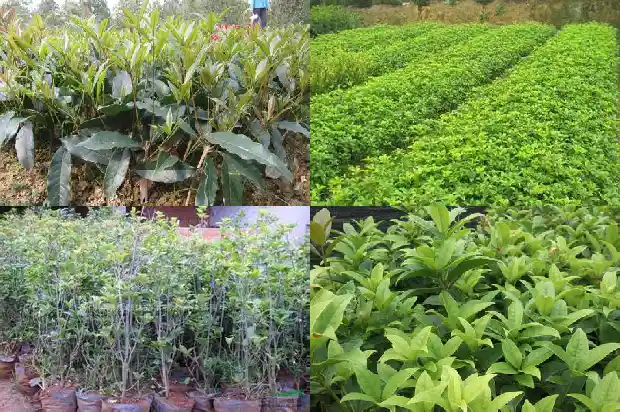 桂花树不开花是啥原因造成的1682127169960