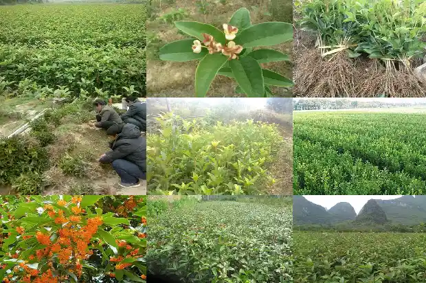 桂花树不开花是因为什么1682127253474