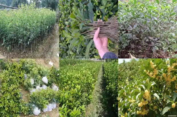 桂花树为什么有的不开花1682127331670