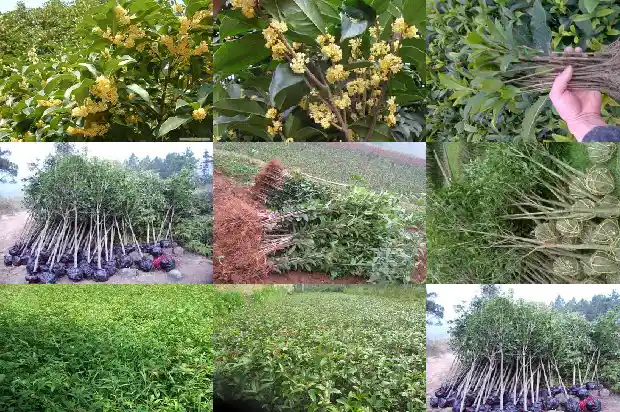 桂花树为什么有的不开花1682127331766