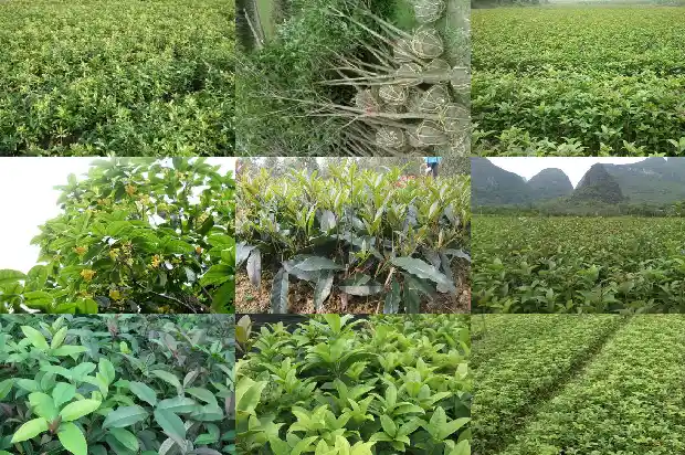为啥桂花树不开花1682127407015