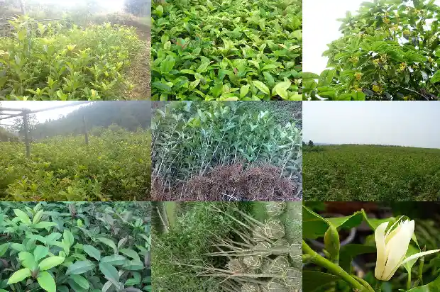 为啥桂花树不开花1682127407063